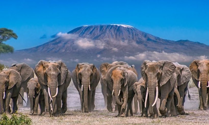 Tour the Amboseli National Park
