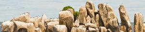 3-Day Boating Lake Victoria, Saanane Island & Serengeti