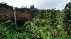 Tour the Tropical Rainforest of Mt. Elgon, Uganda.