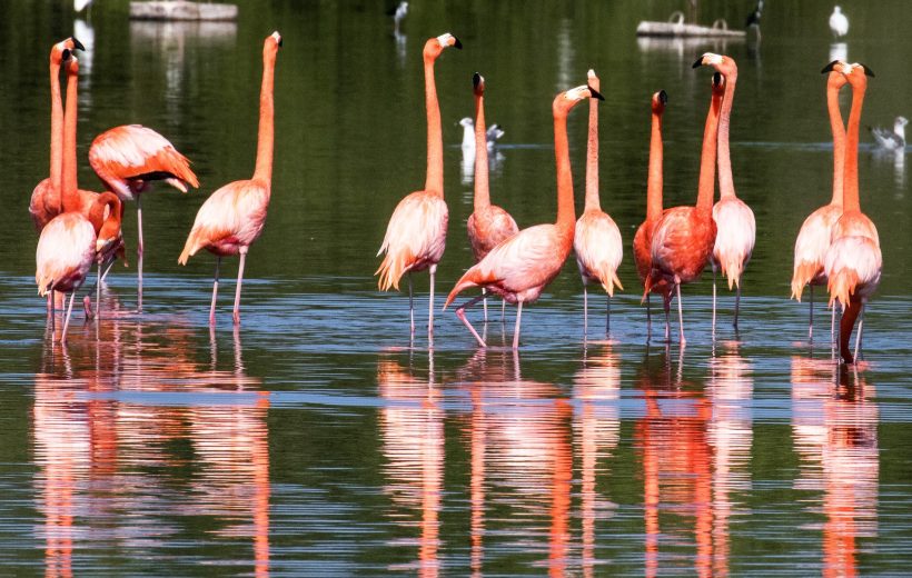 Experience Lake Nakuru National Park
