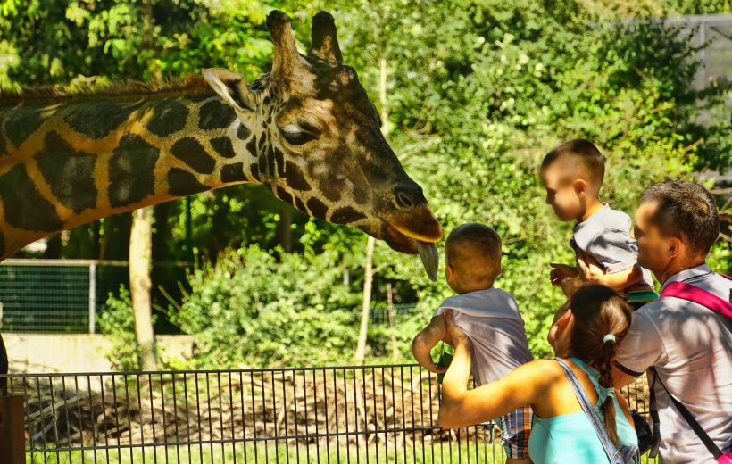 Visit the Giraffe Center in Kenya's Capital, Nairobi