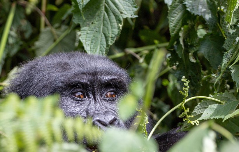 Engage in Gorilla Tracking and Trekking Safaris in Bwindi Forest, Uganda.